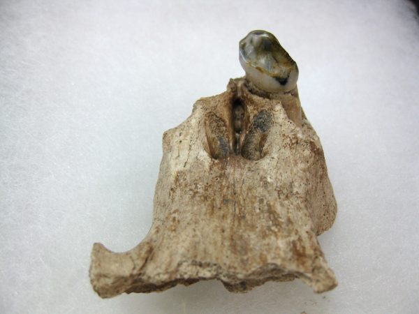 Platygonus Peccary Tooth #3 - Image 2