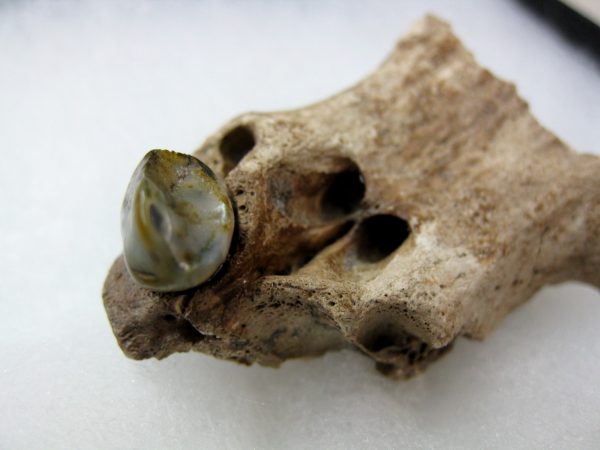 Platygonus Peccary Tooth #3 - Image 5