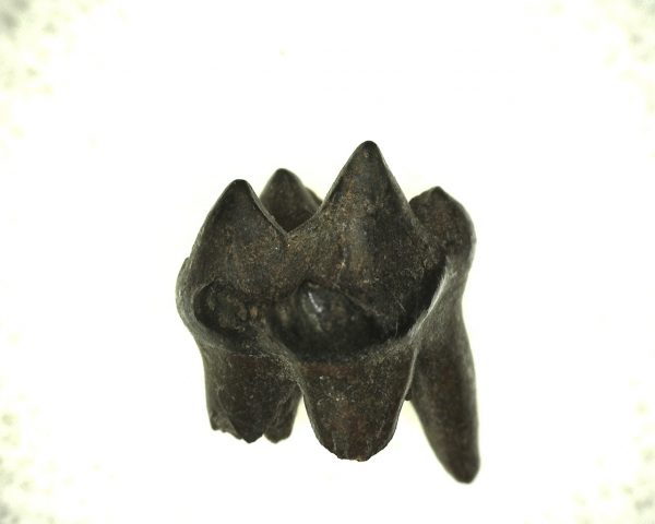 Procyon Raccoon Tooth #1 - Image 2