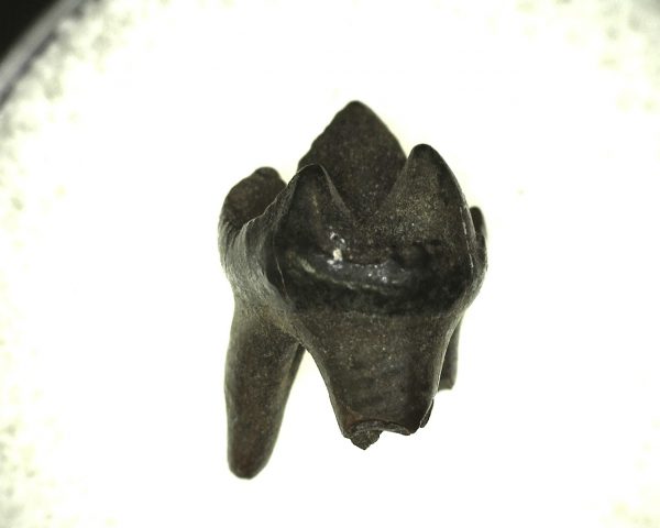 Procyon Raccoon Tooth #1 - Image 4