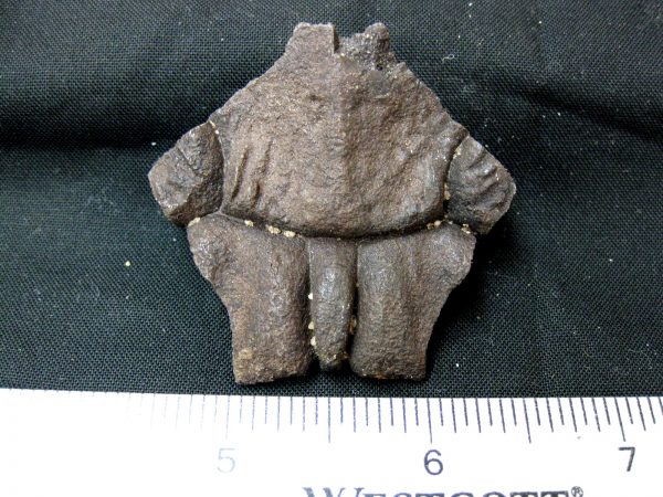 Genuine Pleistocene Age Nuchal Scute Fossil for Sale from Florida #10