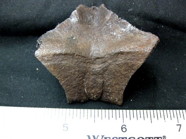 Genuine Pleistocene Age Nuchal Scute Fossil for Sale from Florida #10a