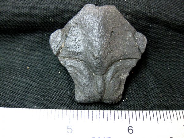 Genuine Pleistocene Age Nuchal Scute Fossil for Sale from Florida #13