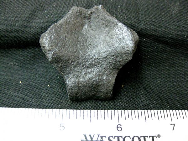 Genuine Pleistocene Age Nuchal Scute Fossil for Sale from Florida #13a