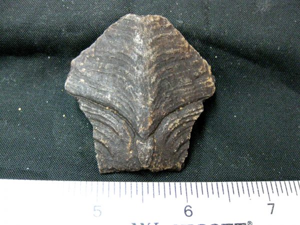 Genuine Pleistocene Age Nuchal Scute Fossil for Sale from Florida #15