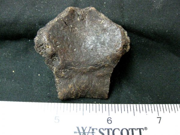 Genuine Pleistocene Age Nuchal Scute Fossil for Sale from Florida #15a