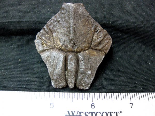 Genuine Pleistocene Age Nuchal Scute Fossil for Sale from Florida #16