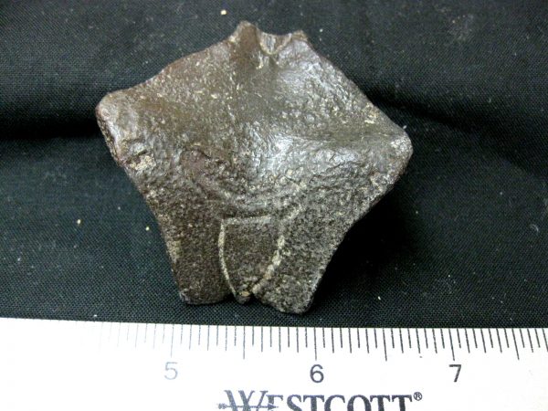 Genuine Pleistocene Age Nuchal Scute Fossil for Sale from Florida #16a