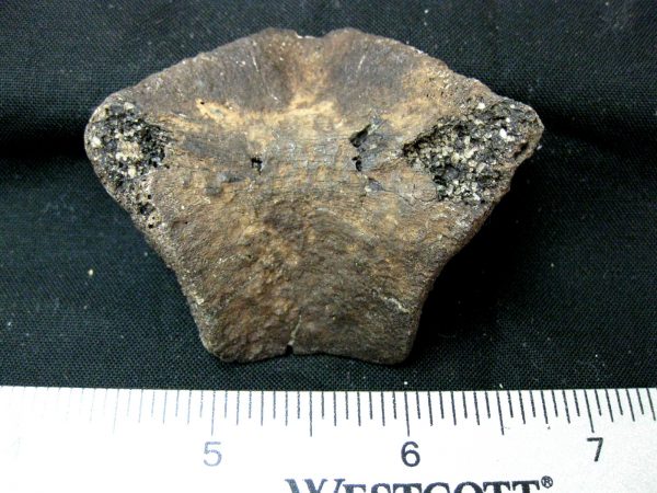 Genuine Pleistocene Age Nuchal Scute Fossil for Sale from Florida #17a