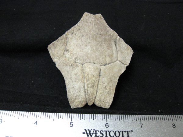 Genuine Pleistocene Age Nuchal Scute Fossil for Sale from Florida #19