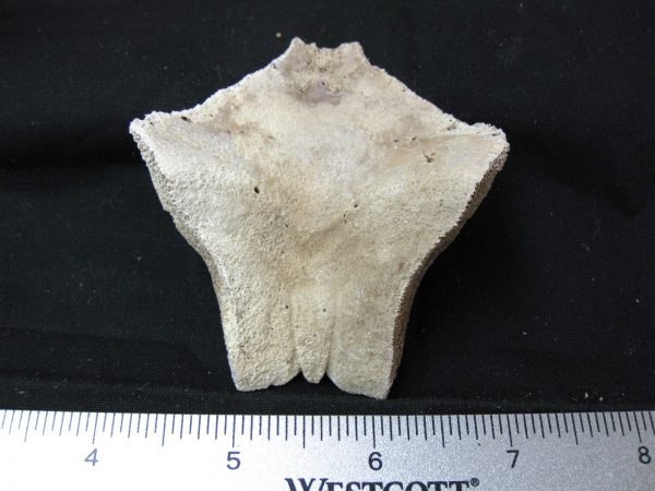 Genuine Pleistocene Age Nuchal Scute Fossil for Sale from Florida #19a