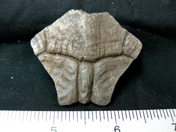 Genuine Pleistocene Age Nuchal Scute Fossil for Sale from Florida #6