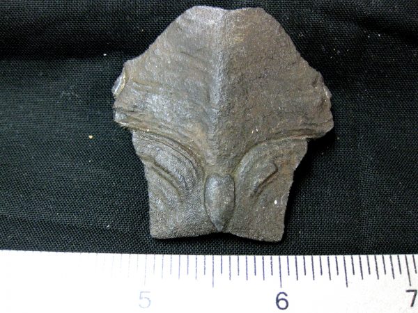 Genuine Pleistocene Age Nuchal Scute Fossil for Sale from Florida #7