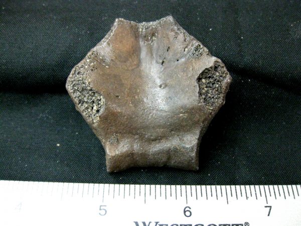 Genuine Pleistocene Age Nuchal Scute Fossil for Sale from Florida #8a