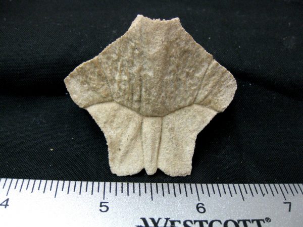 Genuine Pleistocene Age Nuchal Scute Fossil for Sale from Florida #9