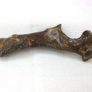 Genuine Pleistocene Urocyon Grey Fox Bones Fossils From Florida For Sale #2