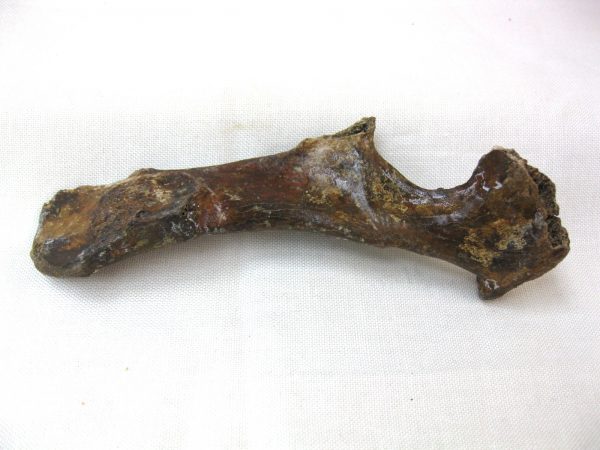 Genuine Pleistocene Urocyon Grey Fox Bones Fossils From Florida For Sale #2