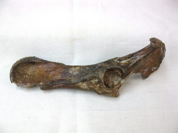 Genuine Pleistocene Urocyon Grey Fox Bones Fossils From Florida For Sale #2a