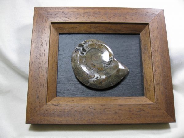 Framed Goniatite #1