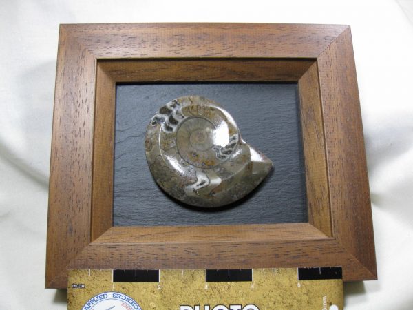 Framed Goniatite #1 - Image 2