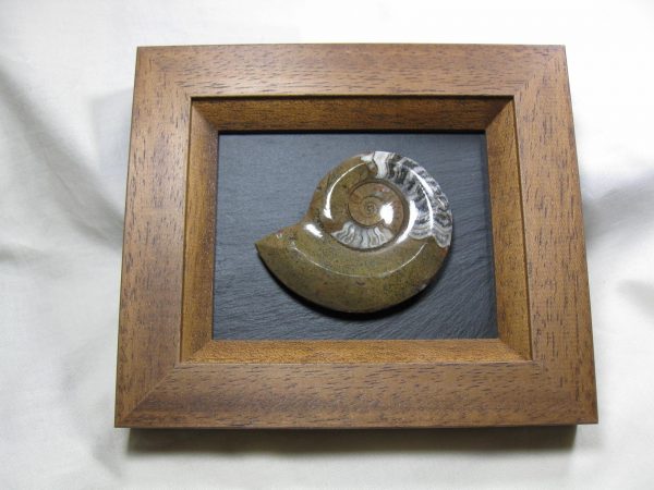 Framed Goniatite #4