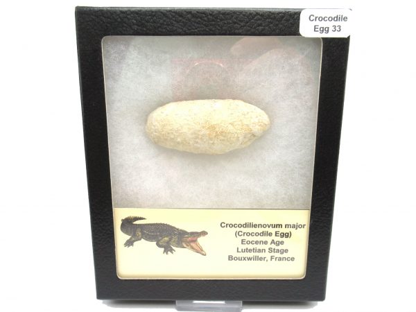 Fossil Crocodile Egg from France #33