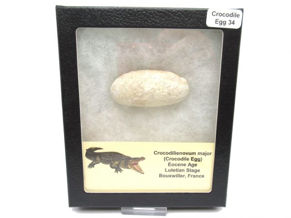 Fossil Crocodile Egg from France #34