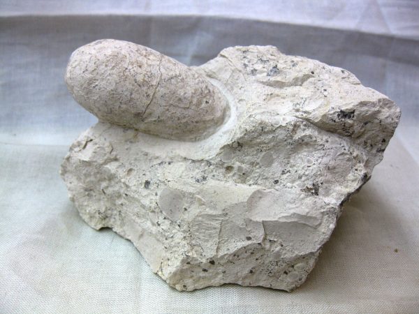 Fossil Crocodile Egg #12