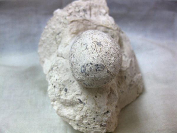 Fossil Crocodile Egg #12 - Image 2