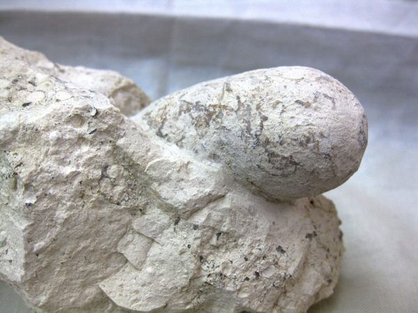 Fossil Crocodile Egg #12 - Image 3