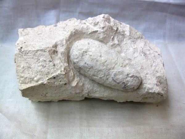 Fossil Crocodile Egg #14