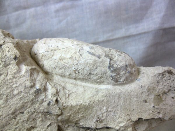 Fossil Crocodile Egg #14 - Image 2