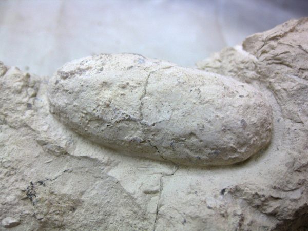 Fossil Crocodile Egg #14 - Image 3