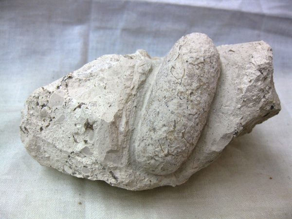 Fossil Crocodile Egg #15