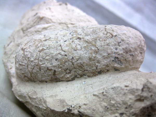 Fossil Crocodile Egg #15 - Image 2