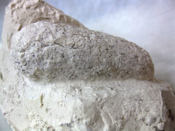 Fossil Crocodile Egg #15 - Image 3