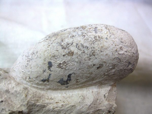 Fossil Crocodile Egg #16 - Image 2