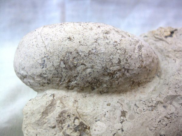 Fossil Crocodile Egg #16 - Image 3