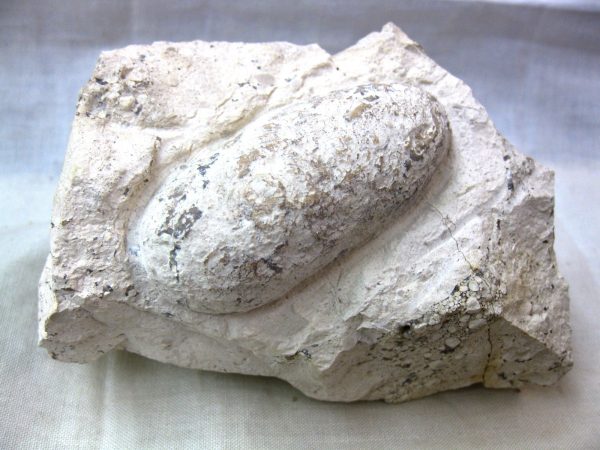 Fossil Crocodile Egg #17