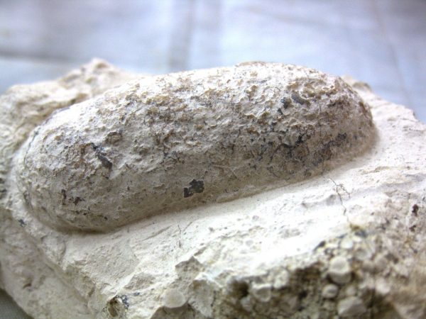 Fossil Crocodile Egg #17 - Image 2