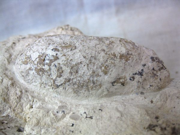 Fossil Crocodile Egg #17 - Image 3