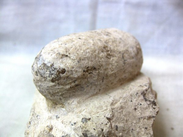 Fossil Crocodile Egg #19 - Image 2