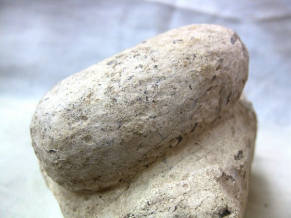 Fossil Crocodile Egg #19 - Image 3