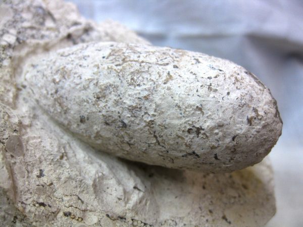 Fossil Crocodile Egg #21 - Image 2