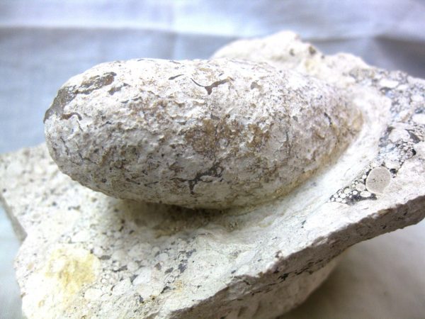 Fossil Crocodile Egg #21 - Image 3