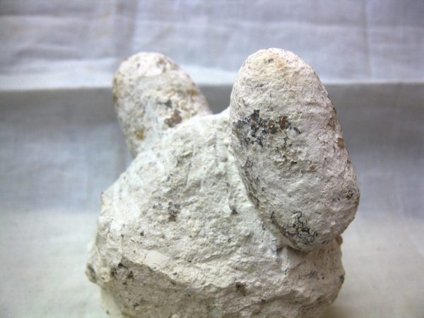 Fossil Crocodile Egg #24 - Image 2