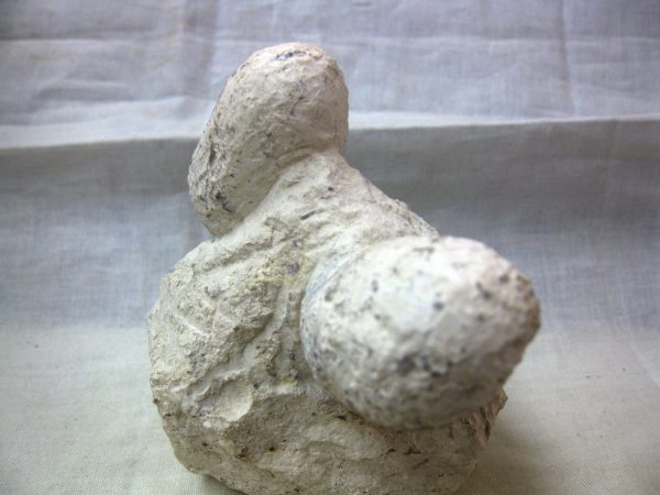 Fossil Crocodile Egg #24 - Image 3