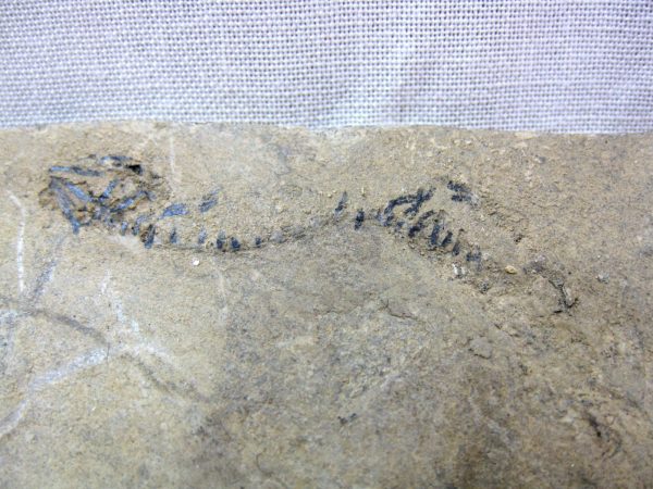 Permian Branchiosaurus #1 - Image 2