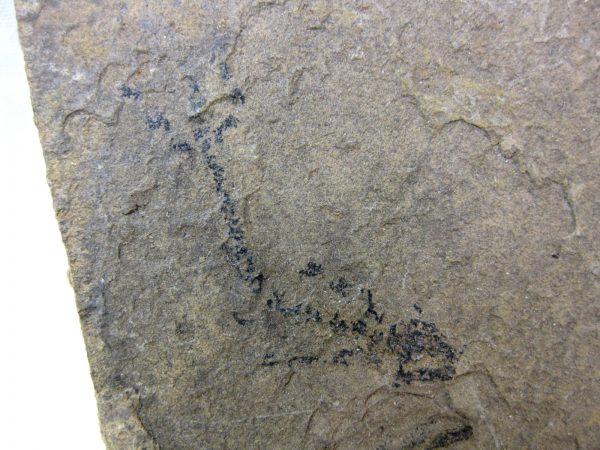 Permian Branchiosaurus #2 - Image 2