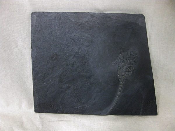 Genuine Devonian Age Bundenbach Crinoid Fossil for Sale from Germany #2